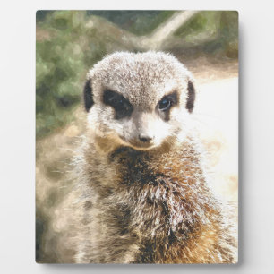 MEERKAT FOTOPLATTE