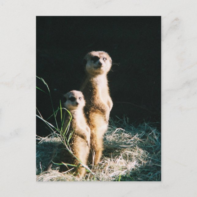 Meerkat Friends Post Card Postkarte (Vorderseite)