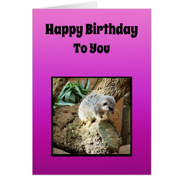 Meerkat Girls Geburtstag Thema: (Vorne)