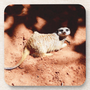 Meerkat-Gravur in Dirt, Getränkeuntersetzer