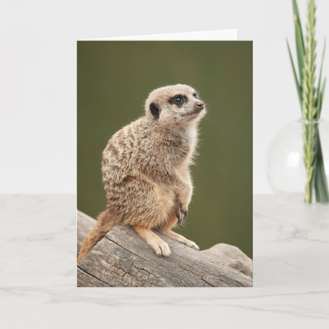 Meerkat Gruß-Karte Karte (Vorderseite)