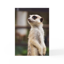 Meerkat Gruß-Karte