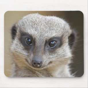 Meerkat herauf nahes mousepad