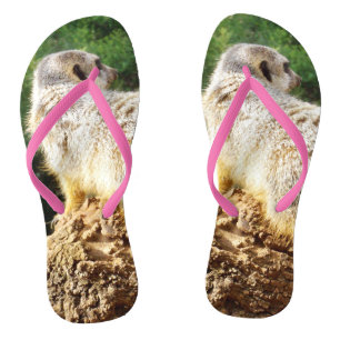 Meerkat I Spy, Flip Flops