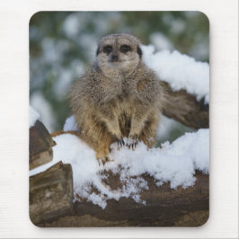Meerkat im Schnee Mousepad