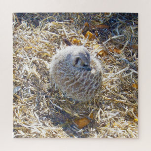 Meerkat ist Gebäude ein Nest,