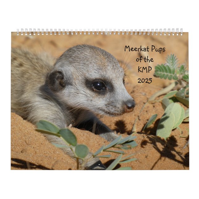 Méerkat-Jungtiere des KMP-Kalenders 2025 Kalender (Titelbild)
