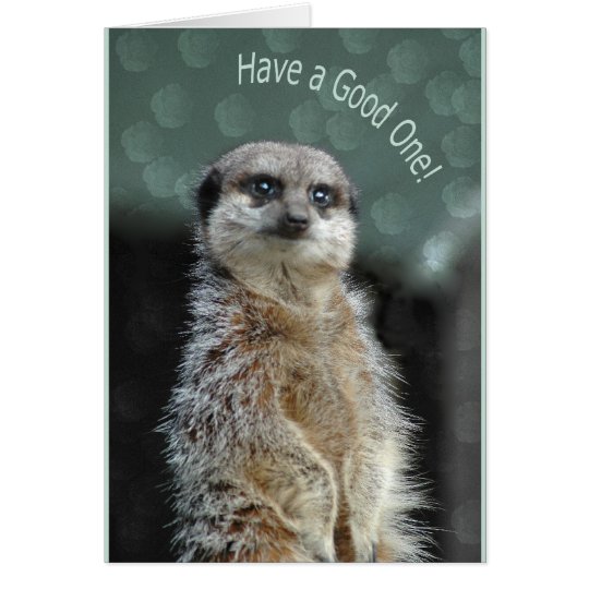 Meerkat Karte