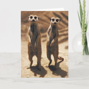 Meerkat Karten