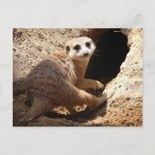 Meerkat Lächeln Postkarte