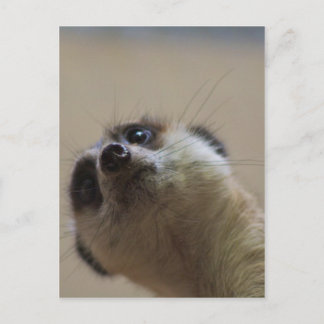 Meerkat Looking dramatisch Postkarte