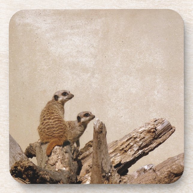 Meerkat Lookout Getränkeuntersetzer (Vorderseite)