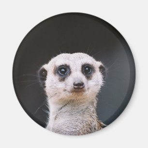 Meerkat Lookout Magnet