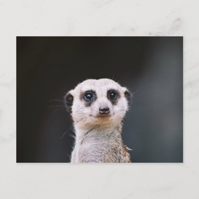 Meerkat Lookout Postkarte (Vorderseite)