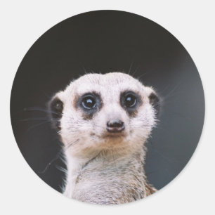 Meerkat Lookout Rundaufkleber Runder Aufkleber