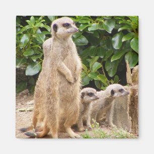 Meerkat Magnet