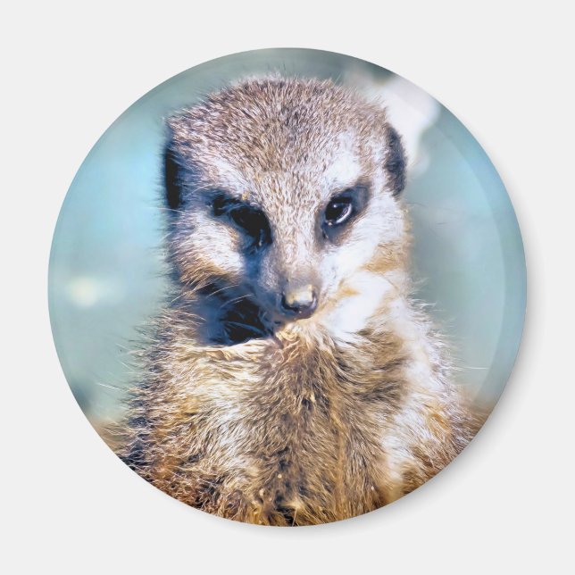 MEERKAT MAGNET (Vorne)