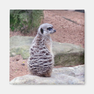 meerkat magnet