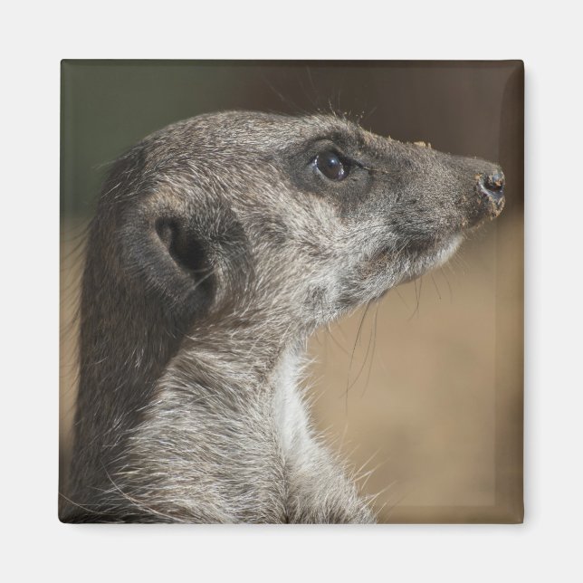 Meerkat Magnet (Vorne)