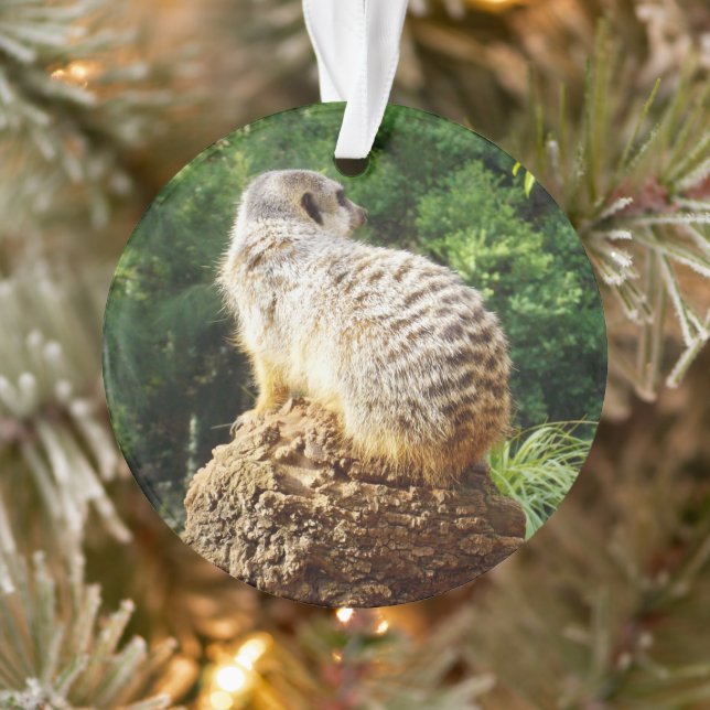Meerkat mit hoher Aussicht, Ornament (Baum)