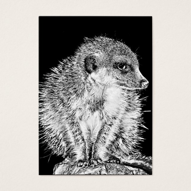 Meerkat, noir et blanc (Devant)