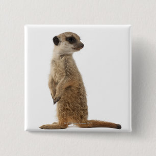Meerkat oder Suricate - Suricata suricatta Button