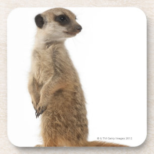 Meerkat oder Suricate - Suricata suricatta Getränkeuntersetzer