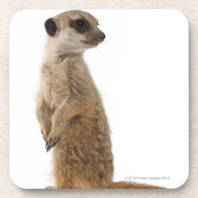 Meerkat oder Suricate - Suricata suricatta Getränkeuntersetzer (Vorderseite)