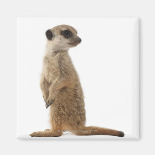 Meerkat oder Suricate - Suricata suricatta Magnet
