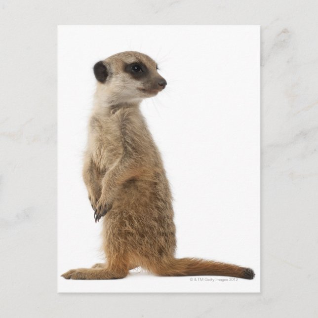 Meerkat oder Suricate - Suricata suricatta Postkarte (Vorderseite)