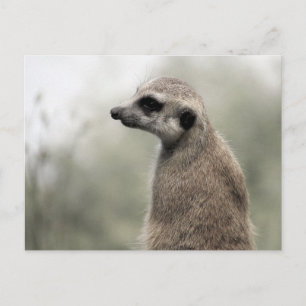 Meerkat on Guard Duty - Postcard Postkarte