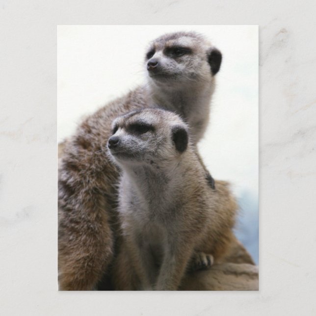 Meerkat Pair Postcard Postkarte (Vorderseite)