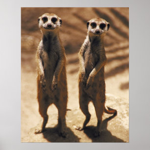 Meerkat Plakat