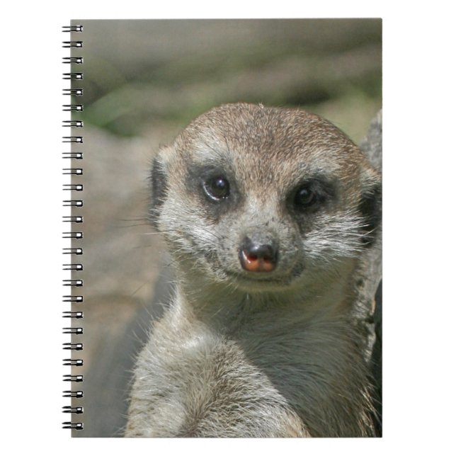 Meerkat-portrait 003 notizblock (Vorderseite)