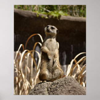 Meerkat Poser Poster