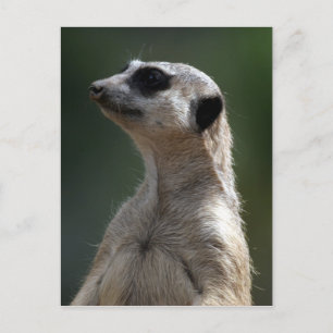 Meerkat Postcard Postkarte