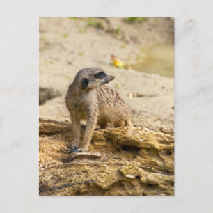Meerkat Postcard Postkarte