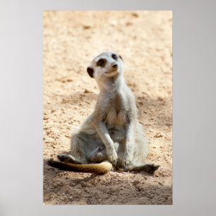 Meerkat Poster