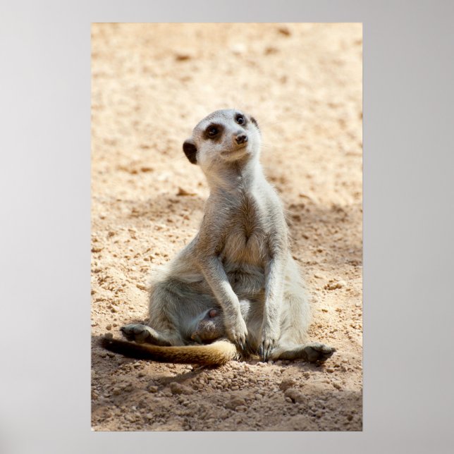 Meerkat Poster (Vorne)