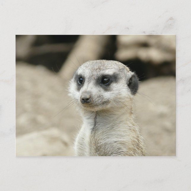 Meerkat Postkarte (Vorderseite)