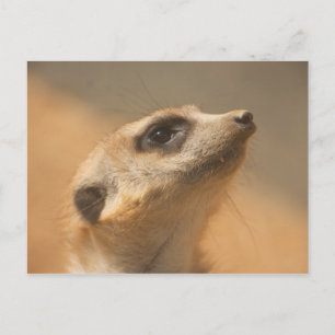 Meerkat Postkarte