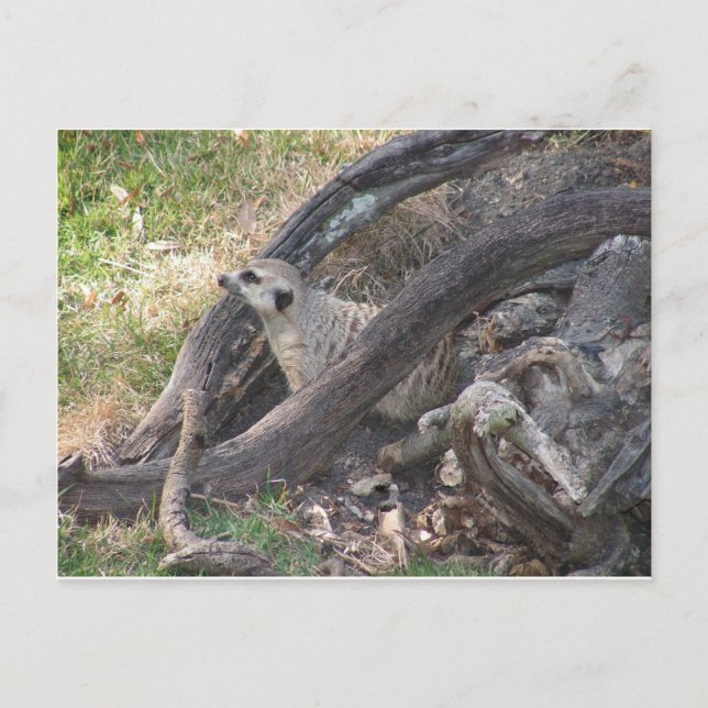 Meerkat Postkarte (Vorderseite)