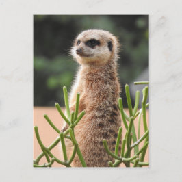 Meerkat Postkarte