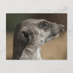 Meerkat Postkarte