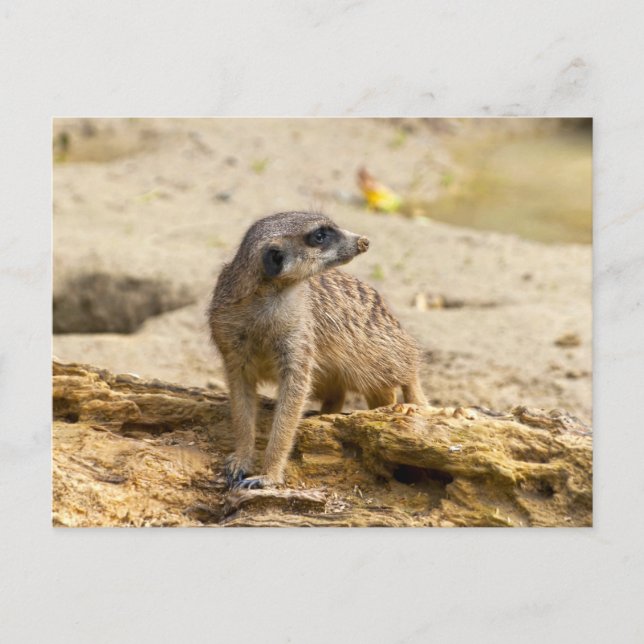 Meerkat Postkarte (Vorderseite)