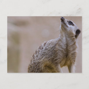 meerkat postkarte