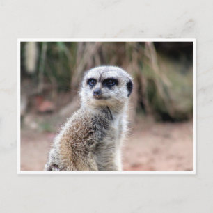 meerkat postkarte