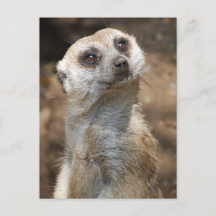 Meerkat Postkarte