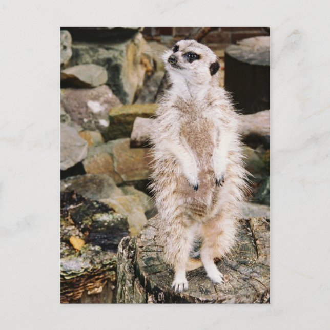 Meerkat Postkarte (Vorderseite)