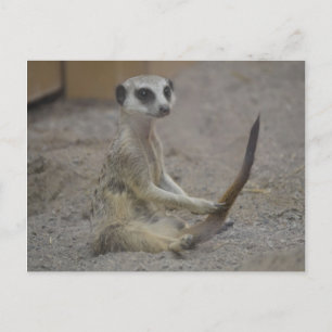 Meerkat Postkarte